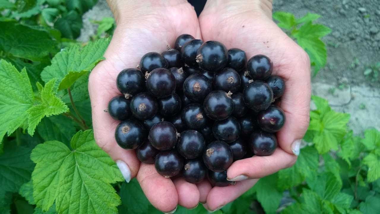 Семя смородины полезные свойства. %D1%81%D0%B5%D0%BB%D0%B5%D1%87%D0%B5%D0%BD%D1%81%D0%BA%D0%B0%D1%8F. Семя смородины полезные свойства фото. Семя смородины полезные свойства-%D1%81%D0%B5%D0%BB%D0%B5%D1%87%D0%B5%D0%BD%D1%81%D0%BA%D0%B0%D1%8F. картинка Семя смородины полезные свойства. картинка %D1%81%D0%B5%D0%BB%D0%B5%D1%87%D0%B5%D0%BD%D1%81%D0%BA%D0%B0%D1%8F. В июле на наших садовых участках созревает смородина. В ней содержится большое количество витаминов и ряд других полезных веществ. Достаточно съесть всего горсть ягод в день, чтобы получить заряд бодрости и хорошего настроения.