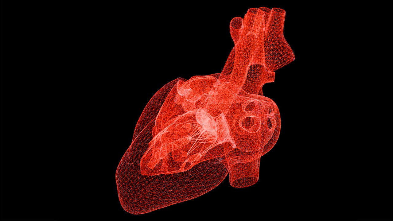 модель сердца
