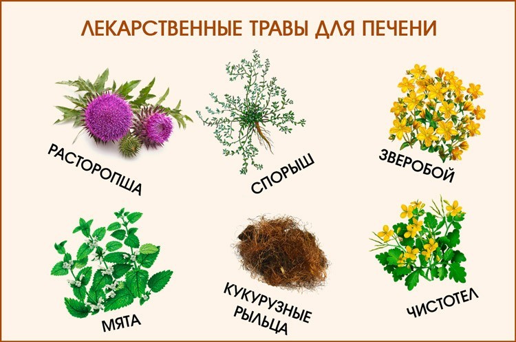 лекарственные травы для печени