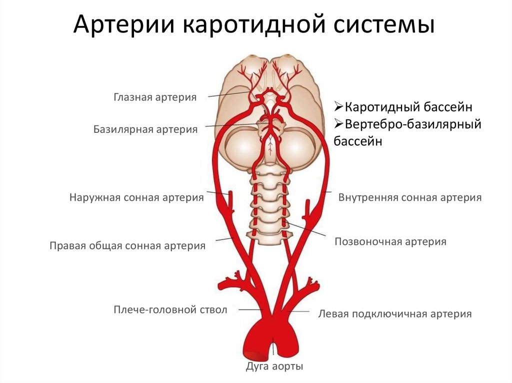 Что такое базилярная артерия и какие важные функции она выполняет? - ZDRAVBUD.NET