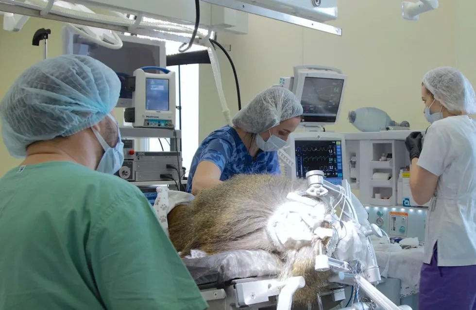 Российские нейрохирурги успешно вживили в мозг шестилетнего павиана нейроимплантат - ZDRAVBUD.NET